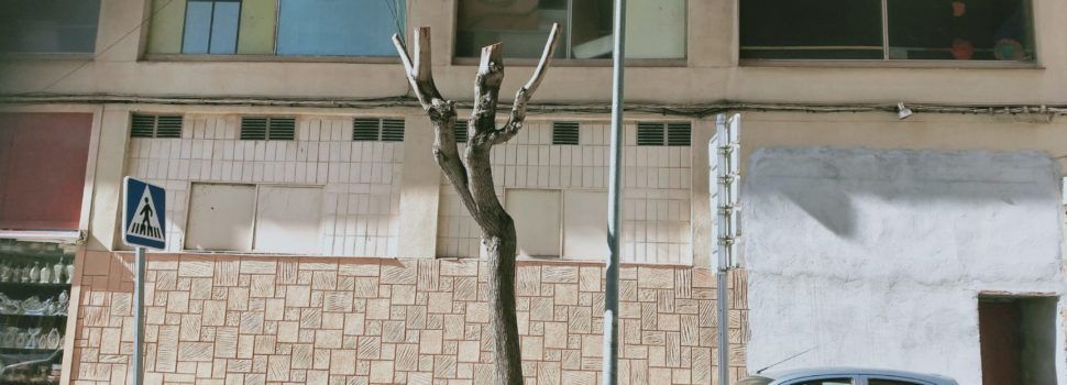 APNAL-Ecologistas en Acción de Vinaròs lamenta las “severas” podas de arbolado en la avenida María Auxiliadora
