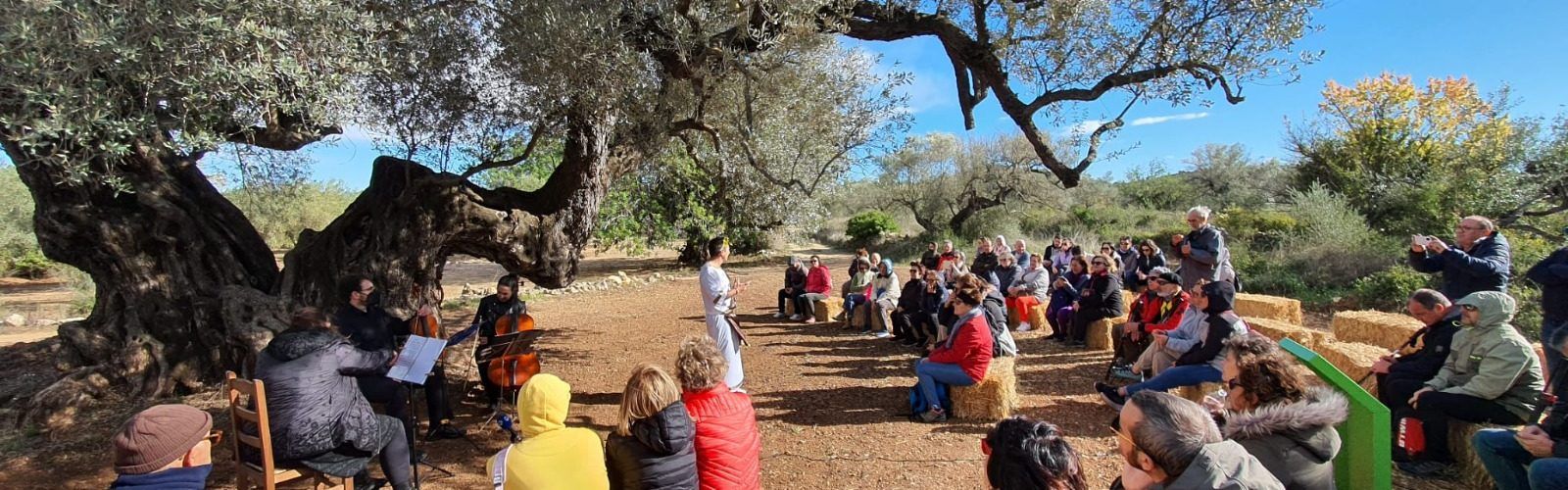 El olivo recuperado de Cervera del Maestre, elegido por AEMO Mejor Olivo Monumental de España 2024