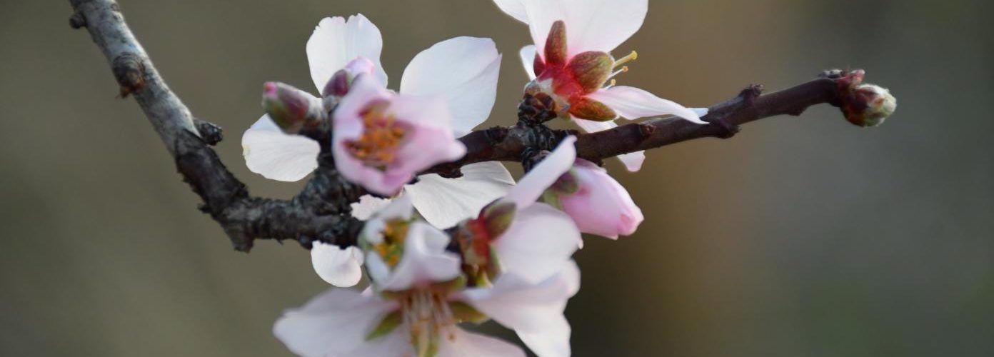 Flors d’ametlers