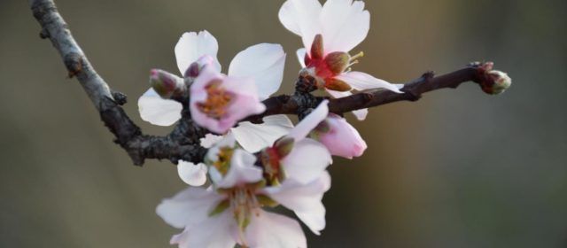 Flors d’ametlers