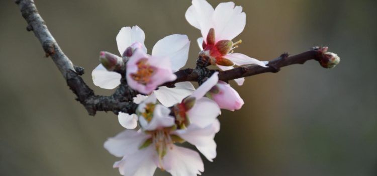 Flors d’ametlers