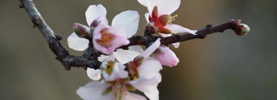Flors d’ametlers