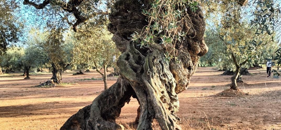 Fotos: L’ olivera de les 4 potes de Canet lo Roig