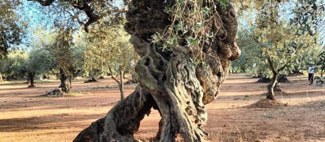 Fotos: L’ olivera de les 4 potes de Canet lo Roig