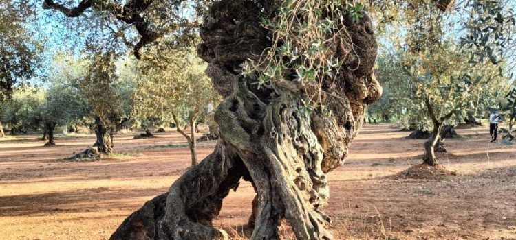 Fotos: L’ olivera de les 4 potes de Canet lo Roig