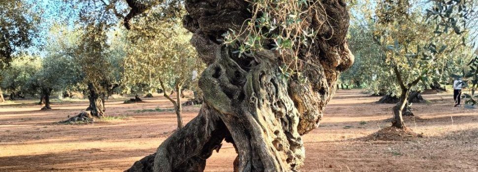 Fotos: L’ olivera de les 4 potes de Canet lo Roig