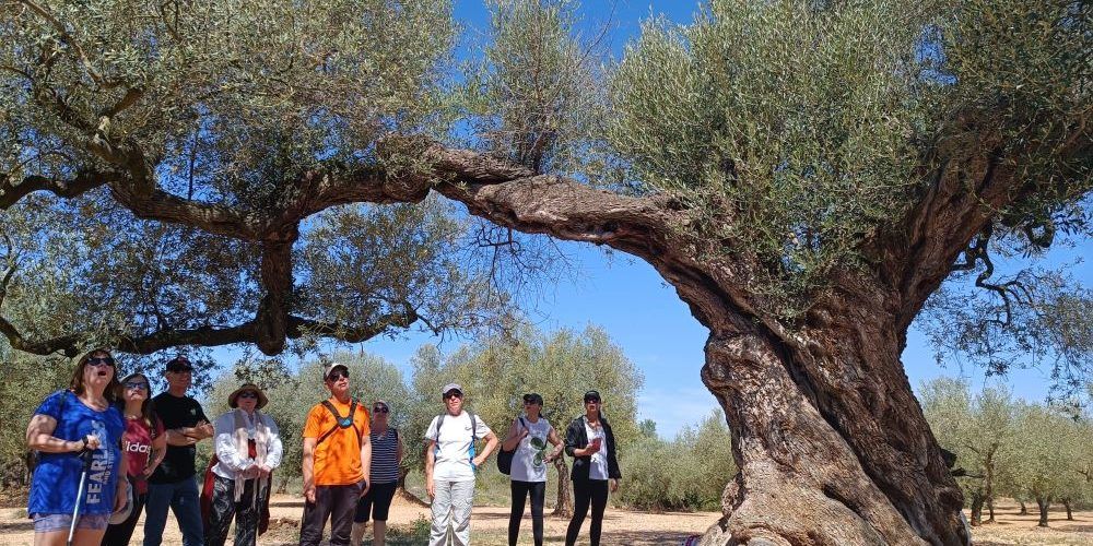 Canet lo Roig posa en valor el ric patrimoni d’oliveres mil·lenàries amb rutes guiades