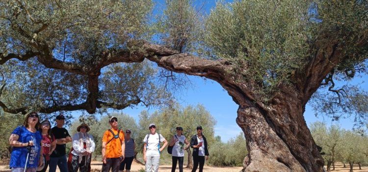 Canet lo Roig posa en valor el ric patrimoni d’oliveres mil·lenàries amb rutes guiades