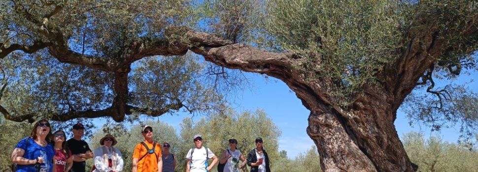 Canet lo Roig posa en valor el ric patrimoni d’oliveres mil·lenàries amb rutes guiades