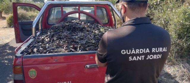 El alcalde de Sant Jordi refuerza la vigilancia en el pueblo por la inacción del Gobierno pese a la oleada de robos