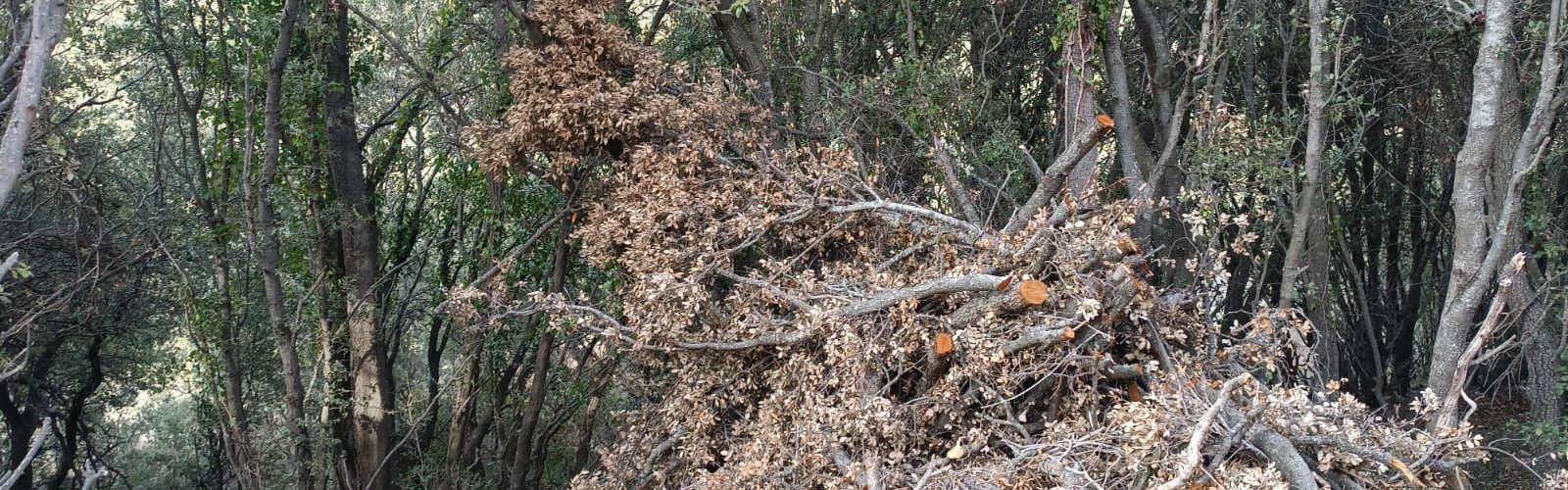 El PSPV Morella trasllada la necessitat urgent de retirar restes de vegetació de treballs realitzats amb el Fons Forestal