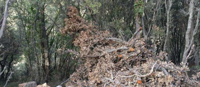 El PSPV Morella trasllada la necessitat urgent de retirar restes de vegetació de treballs realitzats amb el Fons Forestal