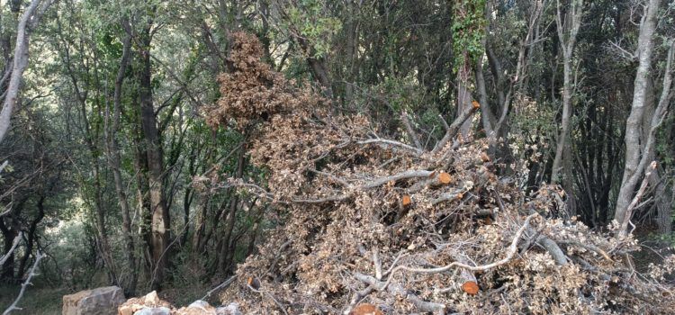 El PSPV Morella trasllada la necessitat urgent de retirar restes de vegetació de treballs realitzats amb el Fons Forestal