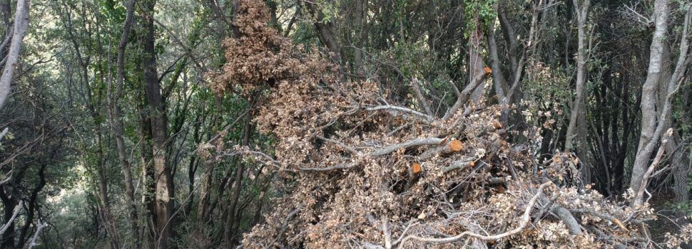 El PSPV Morella trasllada la necessitat urgent de retirar restes de vegetació de treballs realitzats amb el Fons Forestal