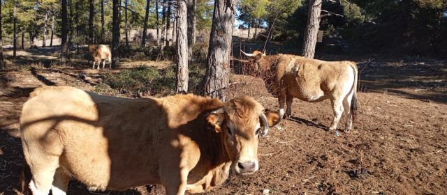 La sequía ya provoca graves problemas en la agricultura y ganadería valenciana