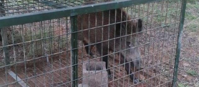 El Síndic de Greuges avala que l’Ajuntament d’Alcalà-Alcossebre està actuant amb contundència en la sobrepoblació de porcs senglars
