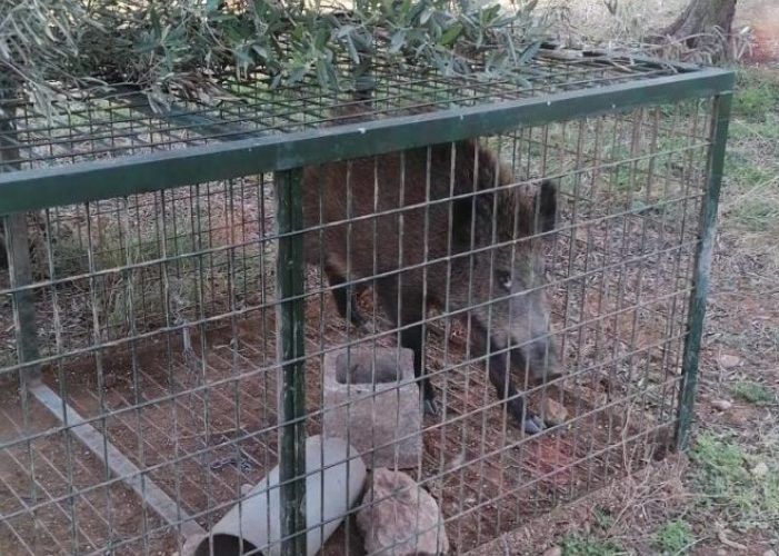 El Síndic de Greuges avala que l’Ajuntament d’Alcalà-Alcossebre està actuant amb contundència en la sobrepoblació de porcs senglars