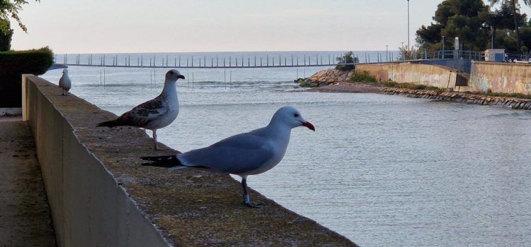 Fotos de les “vigilants” de la passarel·la del Cervol