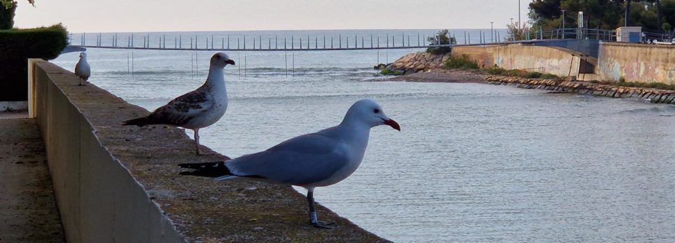 Fotos de les “vigilants” de la passarel·la del Cervol