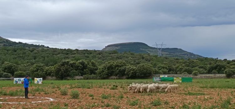 Els millors pastors i gossos de rabera es posen a prova a Ares del Maestrat