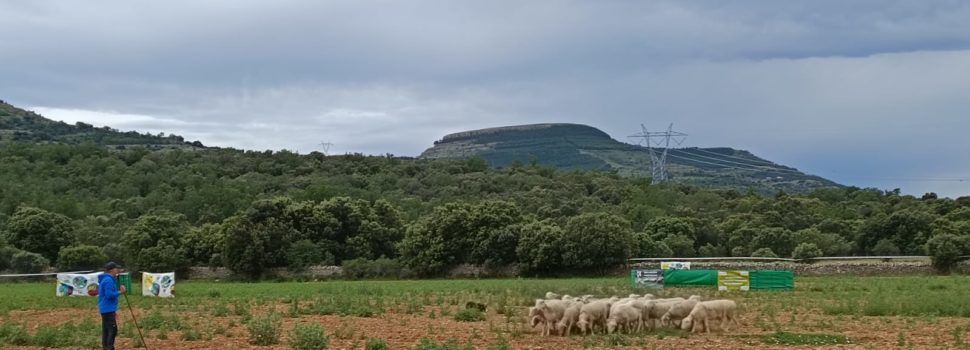 Els millors pastors i gossos de rabera es posen a prova a Ares del Maestrat