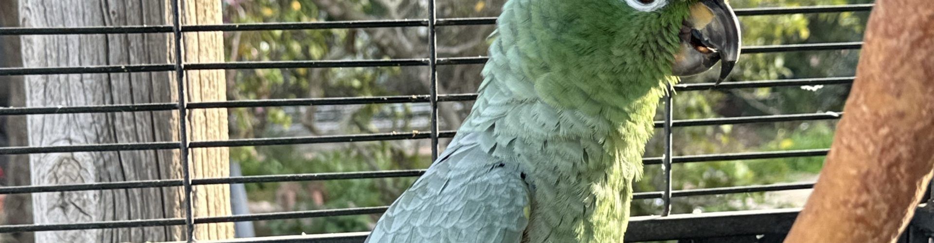El SEPRONA de la Guardia Civil rescata un loro Amazona Farinosa en una finca particular de Santa Bárbara