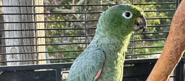 El SEPRONA de la Guardia Civil rescata un loro Amazona Farinosa en una finca particular de Santa Bárbara