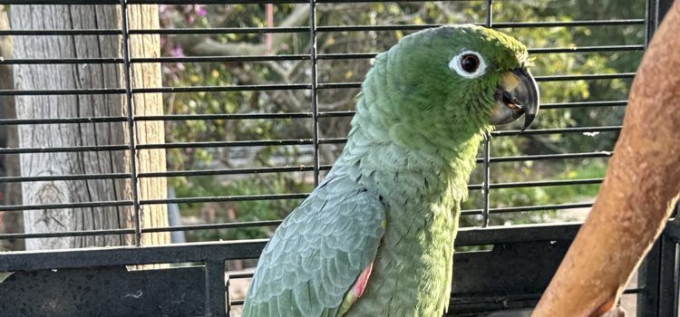 El SEPRONA de la Guardia Civil rescata un loro Amazona Farinosa en una finca particular de Santa Bárbara
