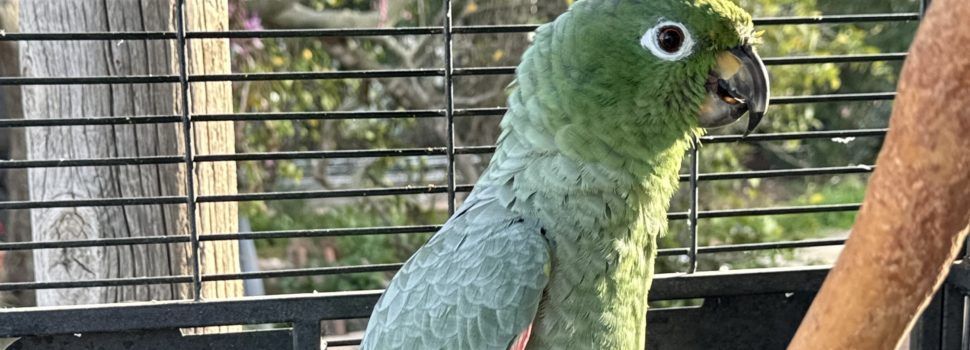 El SEPRONA de la Guardia Civil rescata un loro Amazona Farinosa en una finca particular de Santa Bárbara