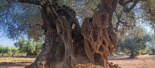 Oleum, Jornades l’Oli d’Oliva i la Cultura Gastro de Canet lo Roig comptarà amb més de 35 expositors