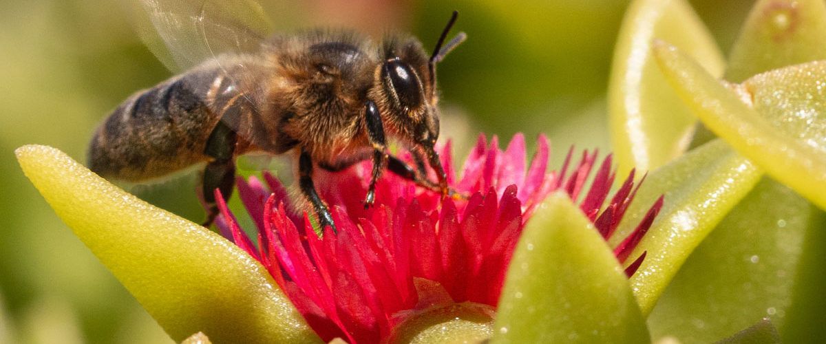 Fotomaestrat, la votació sobre Primavera, guanyada per Albert Gavaldà