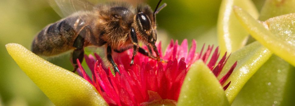 Fotomaestrat, la votació sobre Primavera, guanyada per Albert Gavaldà