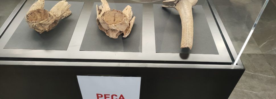 La peça del mes, un projecte expositiu al Museu de la Valltorta