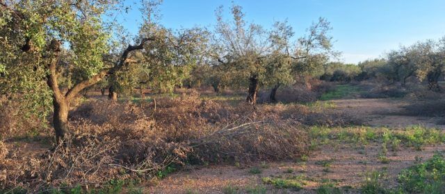L’alcalde de Rossell lamenta que la Generalitat no conteste a les peticions per a modificar de manera excepcional el decret de cremes