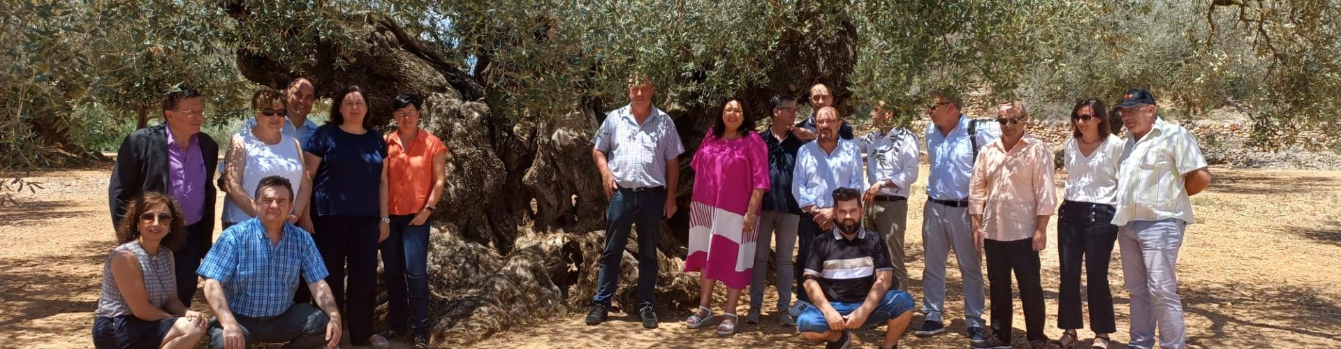 Acto de Entrega del Premio RECOMED al Mejor Olivo Monumental del Mediterráneo, la Sinfo, de Traiguera