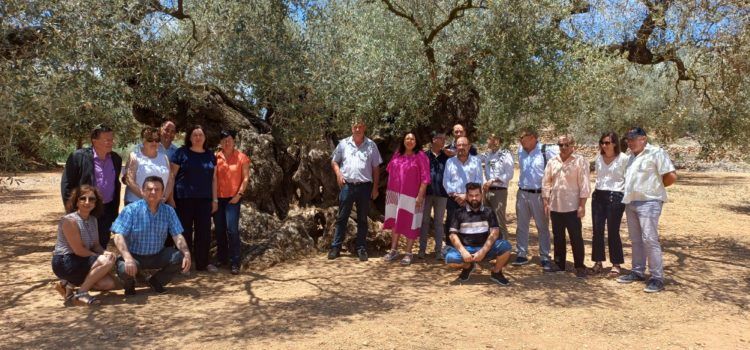Acto de Entrega del Premio RECOMED al Mejor Olivo Monumental del Mediterráneo, la Sinfo, de Traiguera