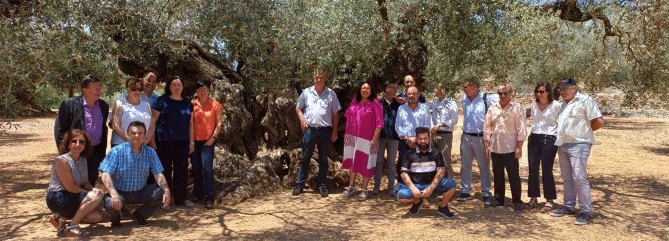 Acto de Entrega del Premio RECOMED al Mejor Olivo Monumental del Mediterráneo, la Sinfo, de Traiguera