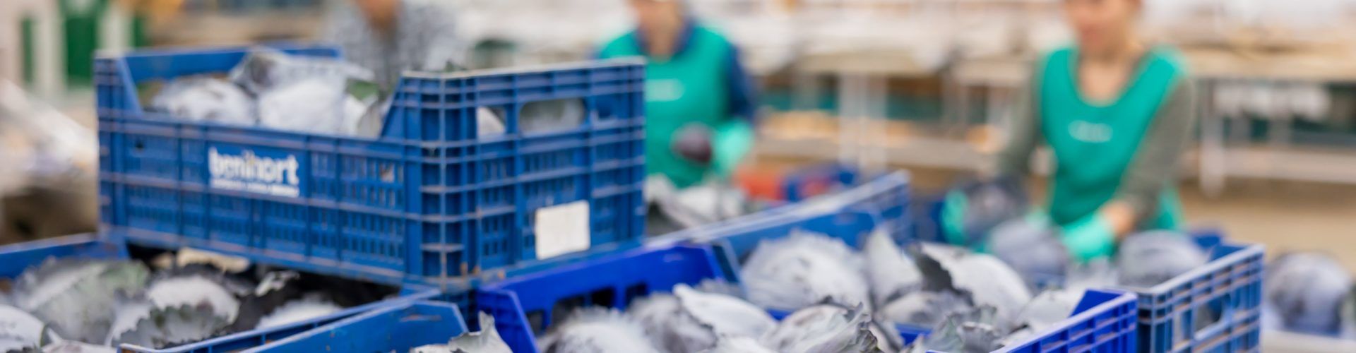 Benihort producirá 10 millones de kg de hortalizas y de sandía en su campaña veraniega