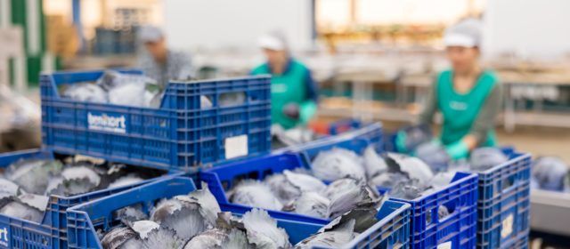 Benihort producirá 10 millones de kg de hortalizas y de sandía en su campaña veraniega
