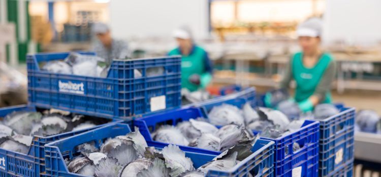 Benihort producirá 10 millones de kg de hortalizas y de sandía en su campaña veraniega