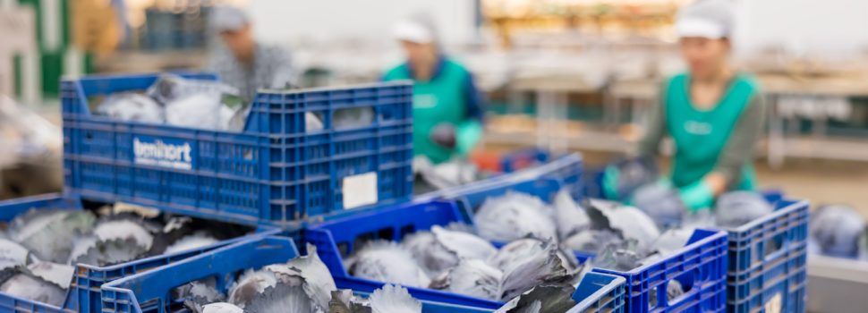 Benihort producirá 10 millones de kg de hortalizas y de sandía en su campaña veraniega
