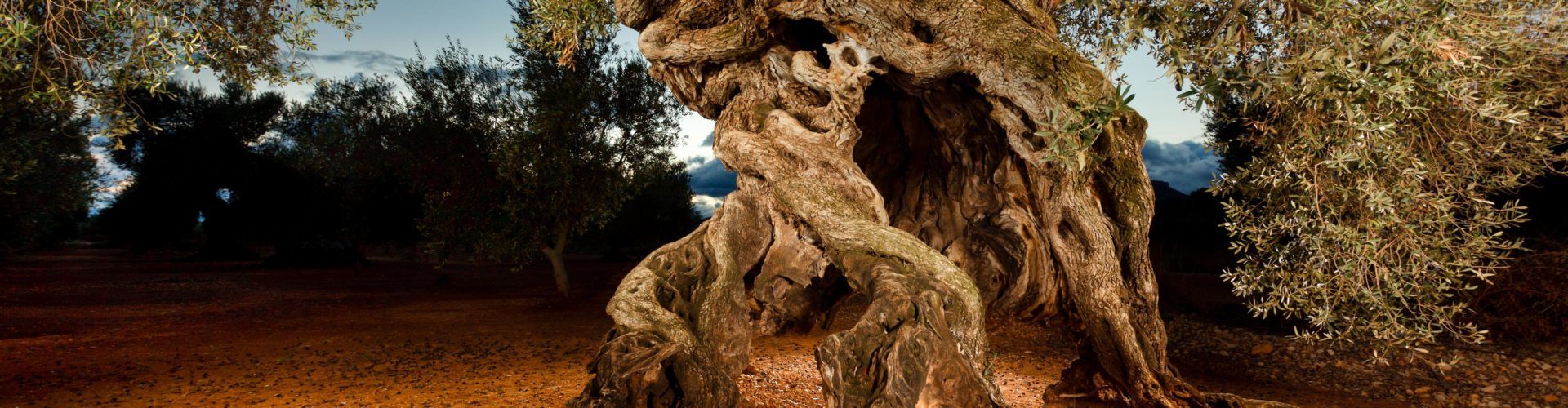 Canet celebrarà l’Oleum, Jornades de l’Oli d’Oliva i la Cultura Gastro amb més de 35 expositors, demostracions de cuina, tallers i tasts d’oli