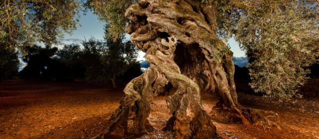 Canet celebrarà l’Oleum, Jornades de l’Oli d’Oliva i la Cultura Gastro amb més de 35 expositors, demostracions de cuina, tallers i tasts d’oli
