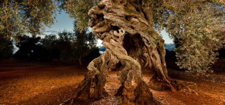 Canet celebrarà l’Oleum, Jornades de l’Oli d’Oliva i la Cultura Gastro amb més de 35 expositors, demostracions de cuina, tallers i tasts d’oli