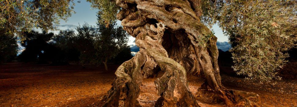 Canet celebrarà l’Oleum, Jornades de l’Oli d’Oliva i la Cultura Gastro amb més de 35 expositors, demostracions de cuina, tallers i tasts d’oli