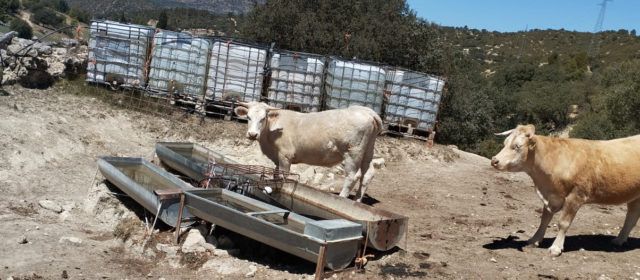 AVA-ASAJA urge ayudas para detener el sacrificio de vacas en Els Ports por la sequía