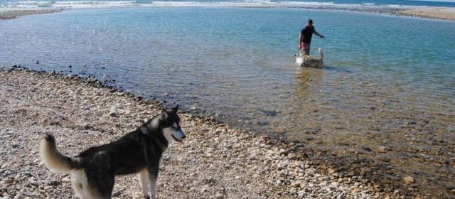 Reacció de l’Ajuntament d’Alcalà davant la inclusió de la platja de L’Estany de Capicorb en el llistat de banderes negres