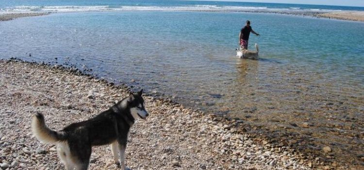Reacció de l’Ajuntament d’Alcalà davant la inclusió de la platja de L’Estany de Capicorb en el llistat de banderes negres