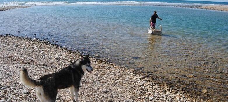 Reacció de l’Ajuntament d’Alcalà davant la inclusió de la platja de L’Estany de Capicorb en el llistat de banderes negres