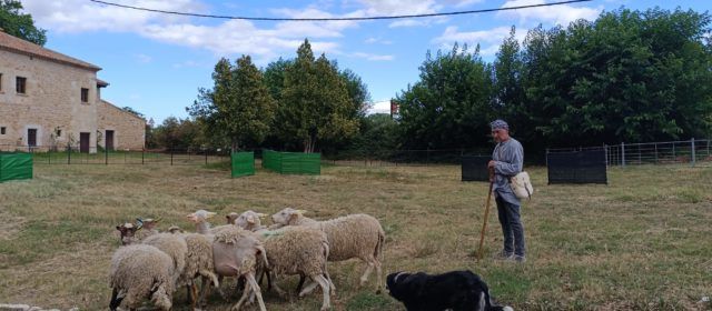 La multitudinària Fira de Sant Pere d’Albocàsser posa en valor la producció artesana i el sector “primer”